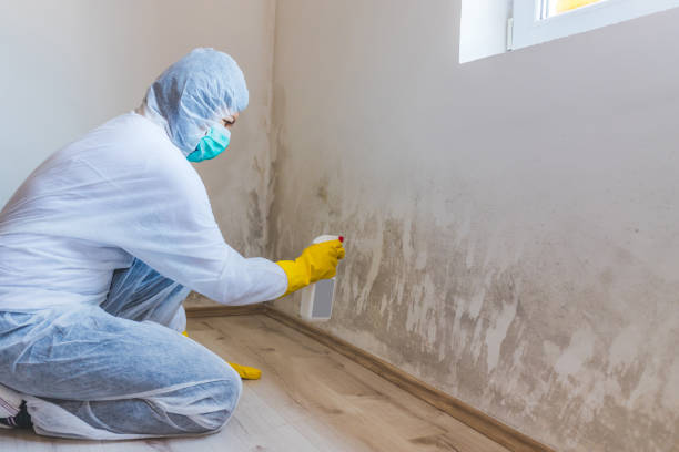 Licensed Mold Removal service in Fairview, NC - WQB Mold Removal